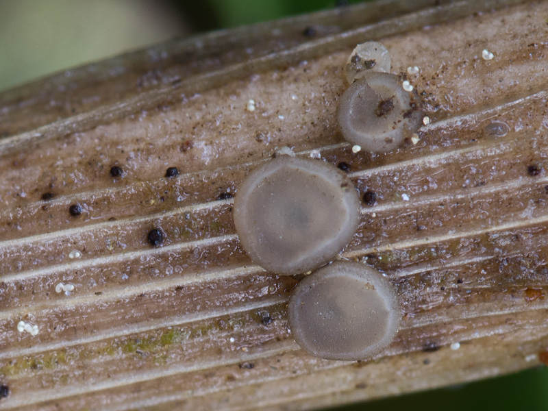 Mollisia luctuosa